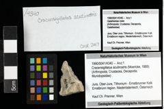 Foto (Objekt + Etiketten) von Cracensigillatus acutirostris (Moericke, 1889) 